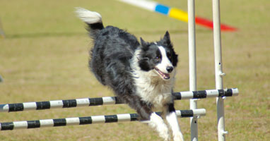 Coaching canino